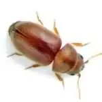 Susam-Bocegi-X-Ilaclama